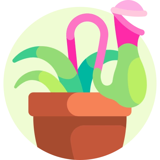 Tuber plants