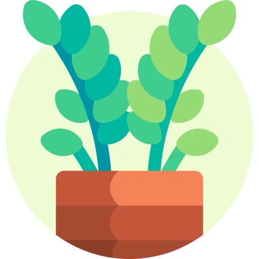 Ferns Plants